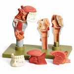 Larynx with Tongue and Teeth